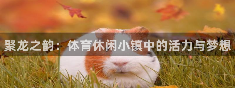 熊猫体育官网首页入口